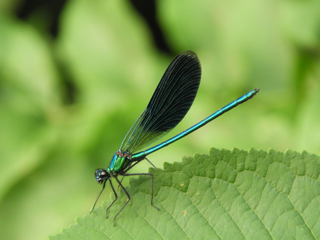 Calopteryx splendens  - Maria Rita Gelso