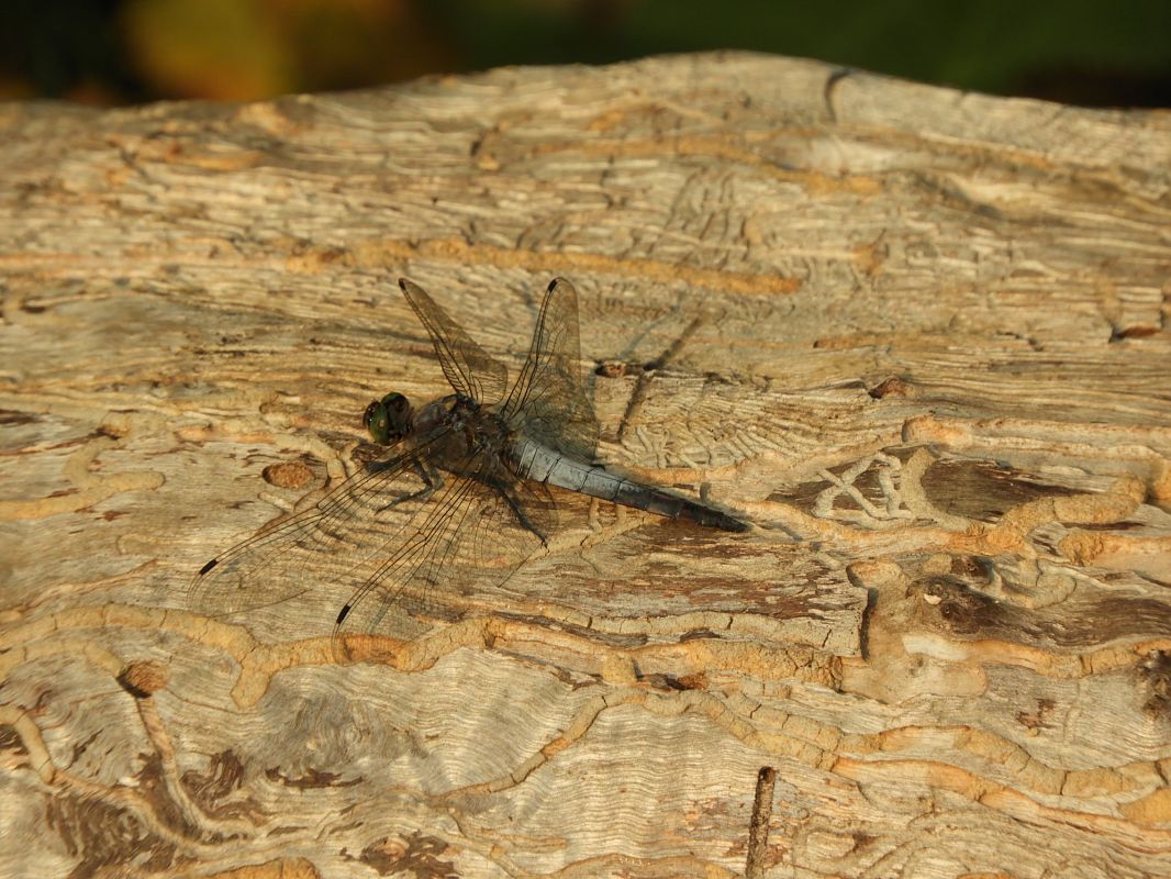 Orthetrum cancellatum  - Maria Rita Gelso