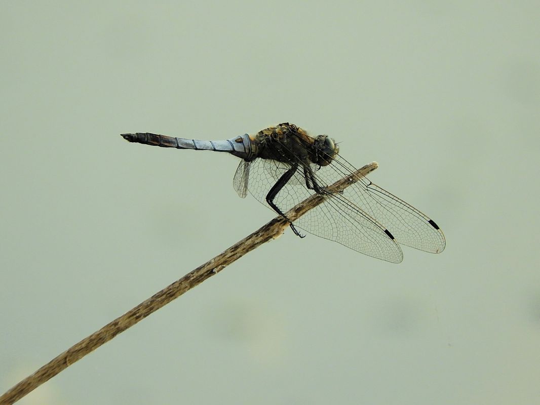 Orthetrum cancellatum  - Maria Rita Gelso