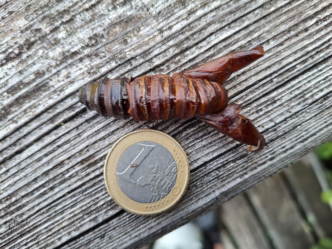 Heterocera sp.  - Horand Maier