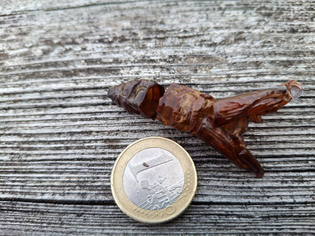 Heterocera sp.  - Horand Maier