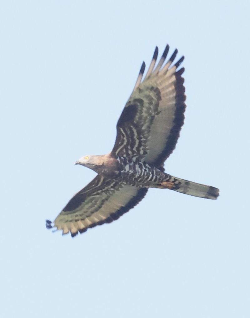 Falco pecchiaiolo  - Horand Maier