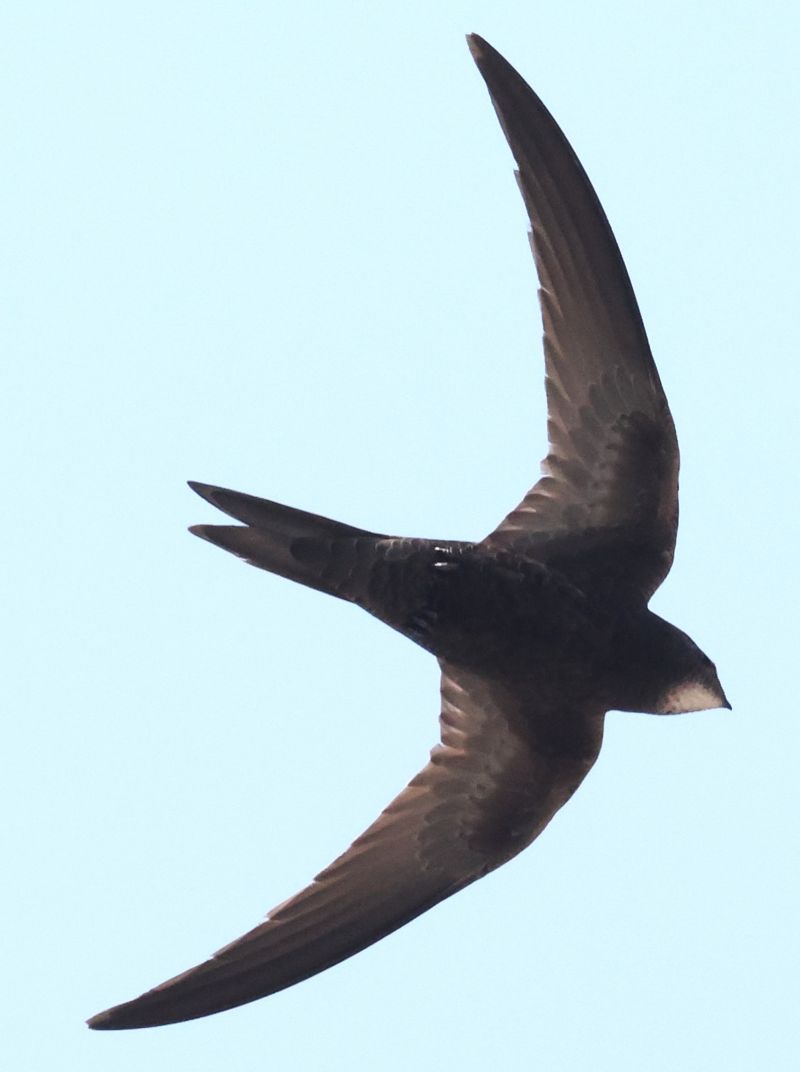 Martinet noir  - Horand Maier