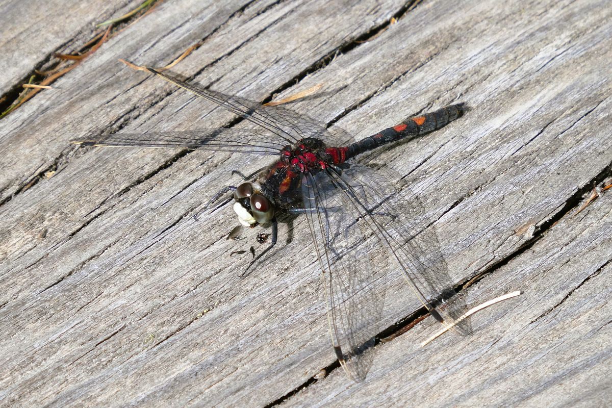Leucorrhinia dubia  - Ettore Guarnaroli
