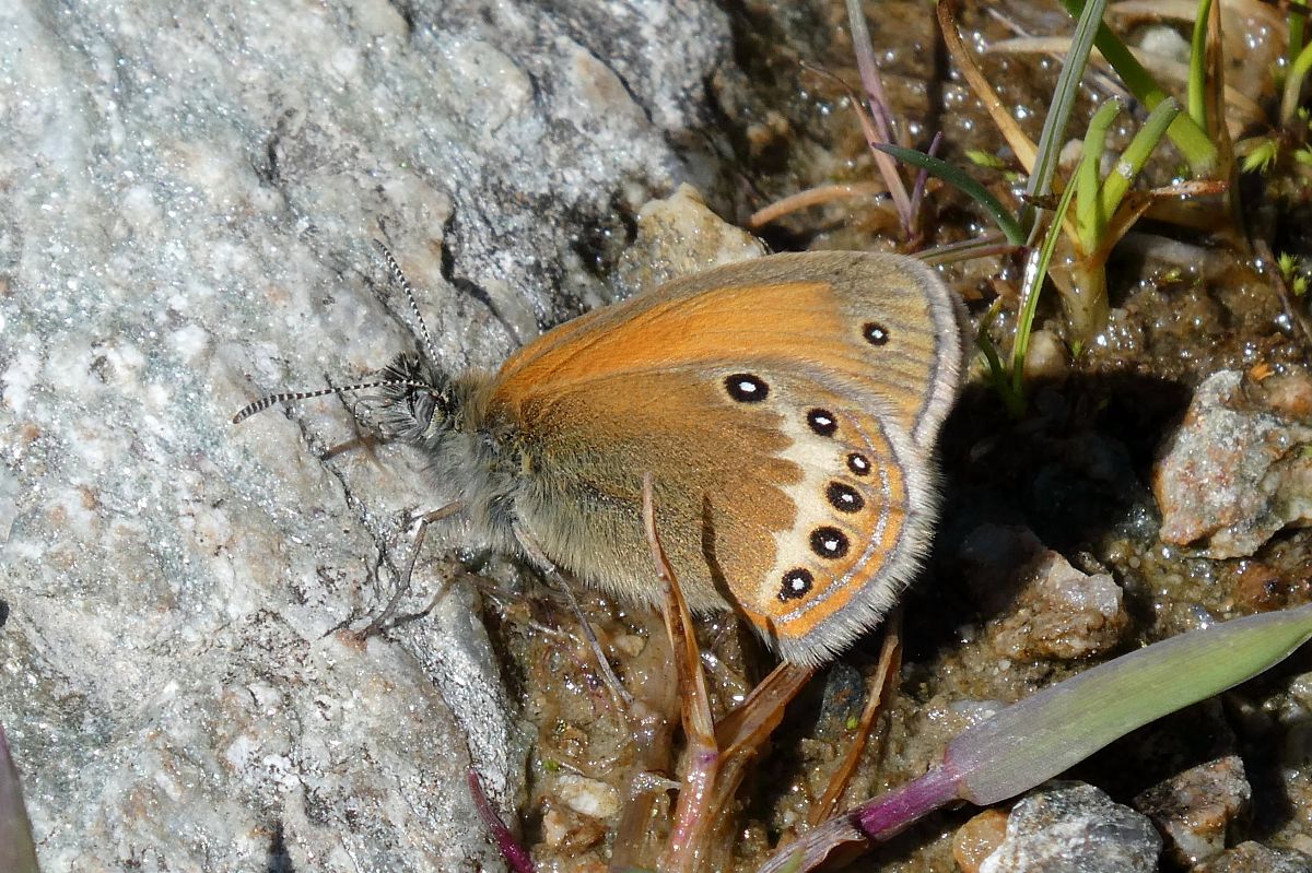 Coenonympha darwiniana *  - Ettore Guarnaroli