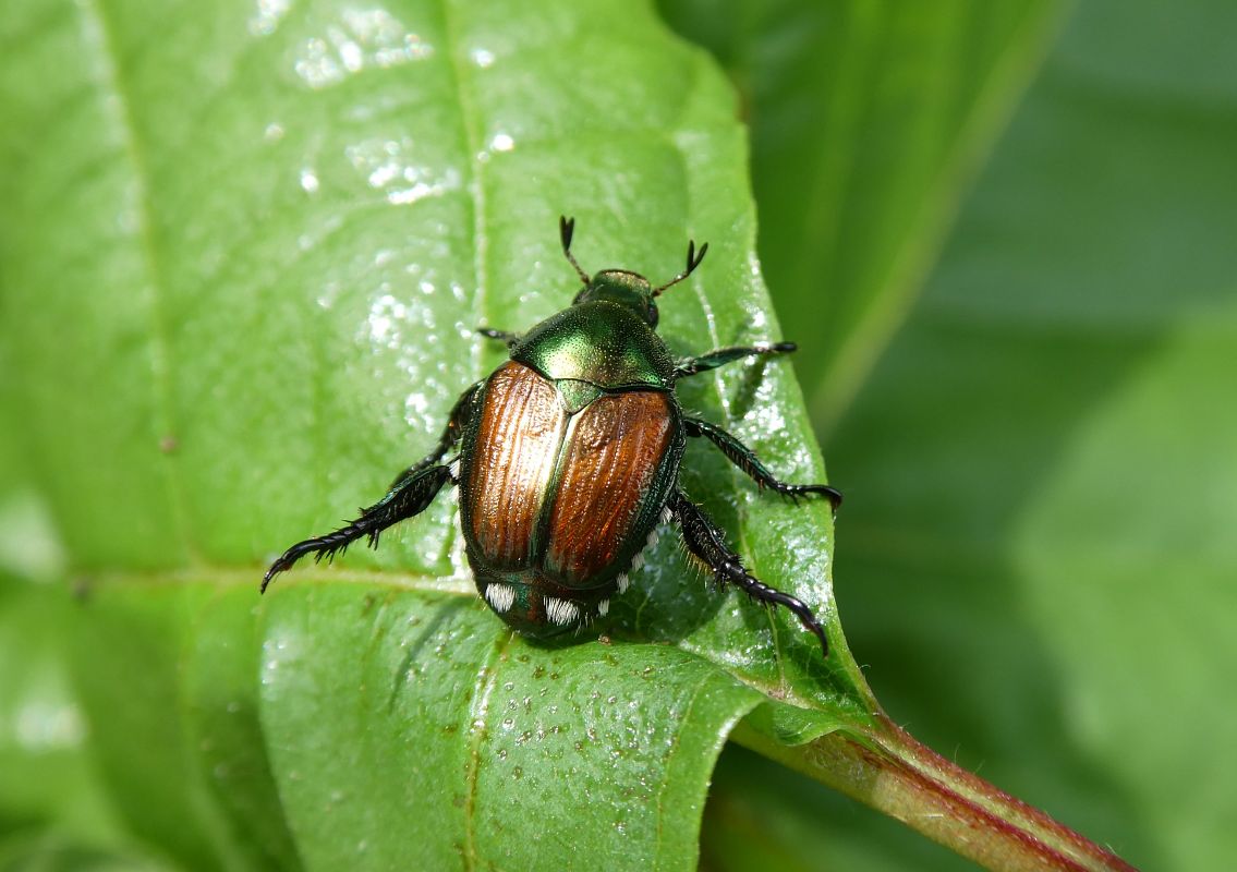 Popillia japonica  - Ettore Guarnaroli