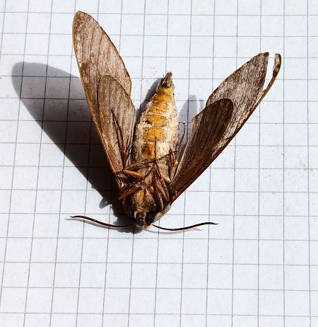 Heterocera sp.  - Massimino Luigi Brigo