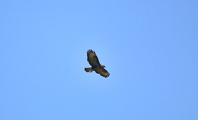 Falco pecchiaiolo  - Pietro Arienti