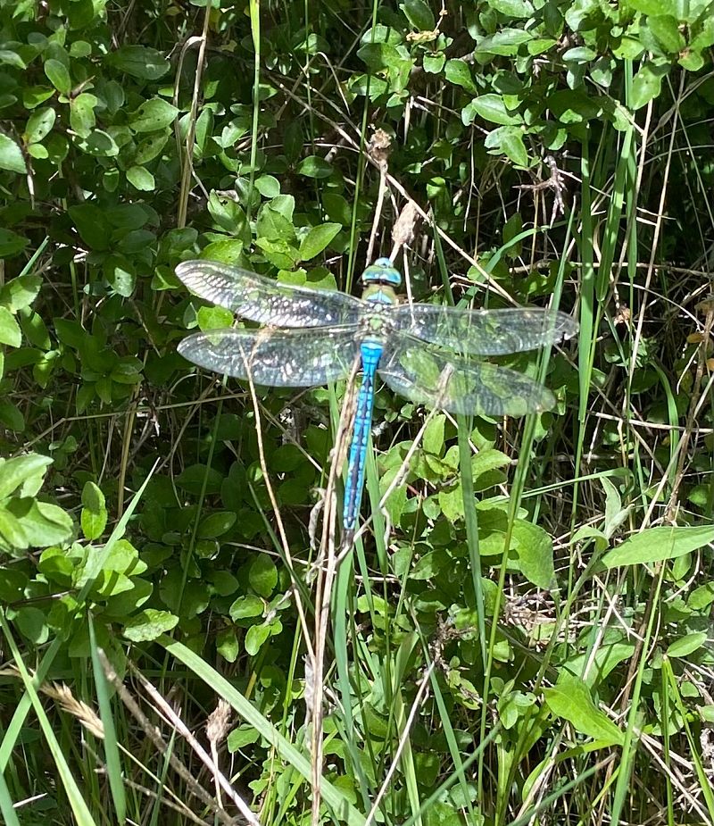 Anax imperator  - Franco Roscelli