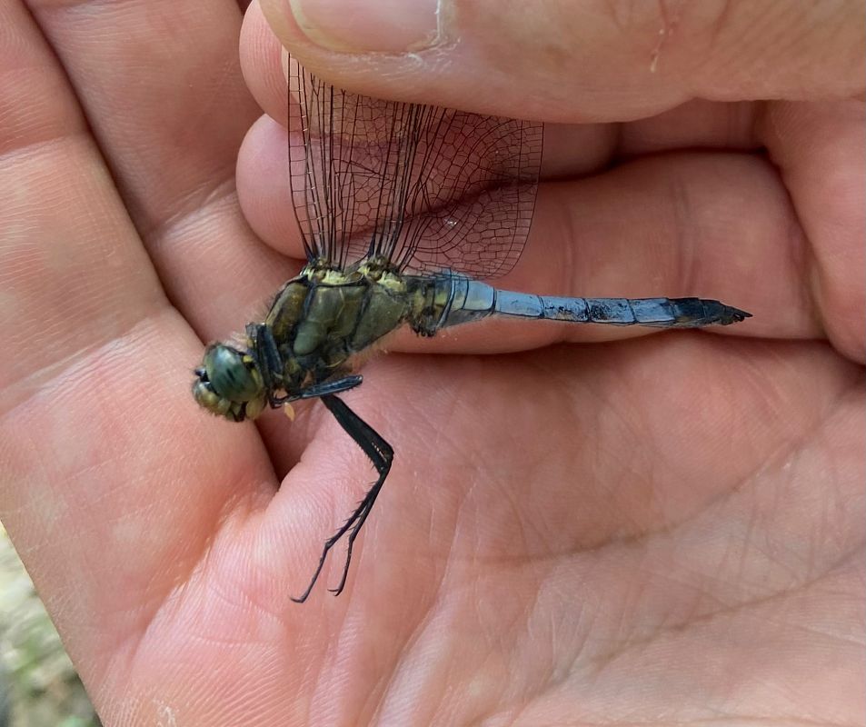 Orthetrum cancellatum  - Franco Roscelli