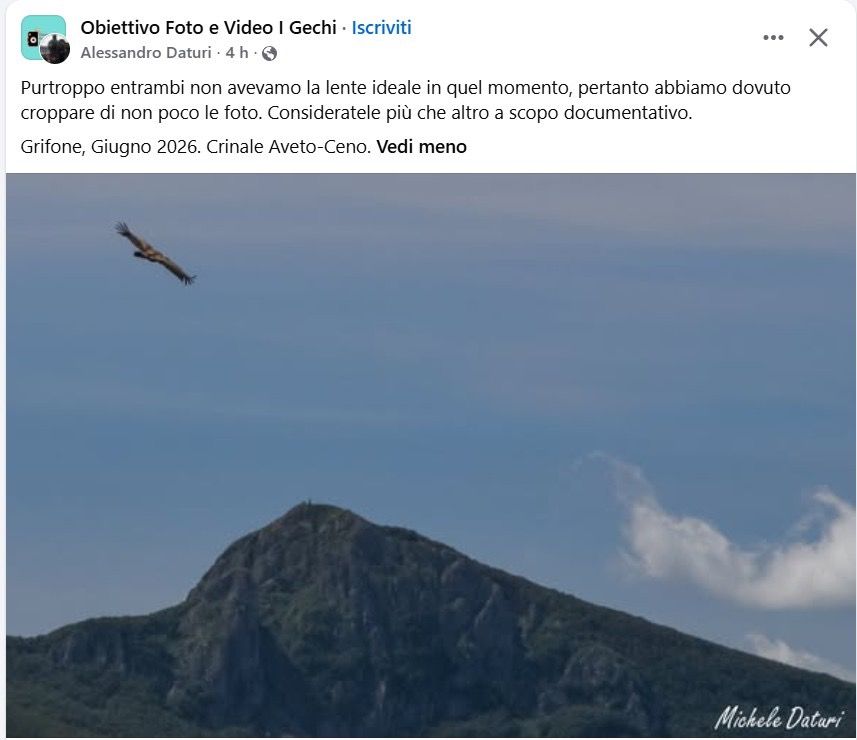 Grifone  - Anonimo