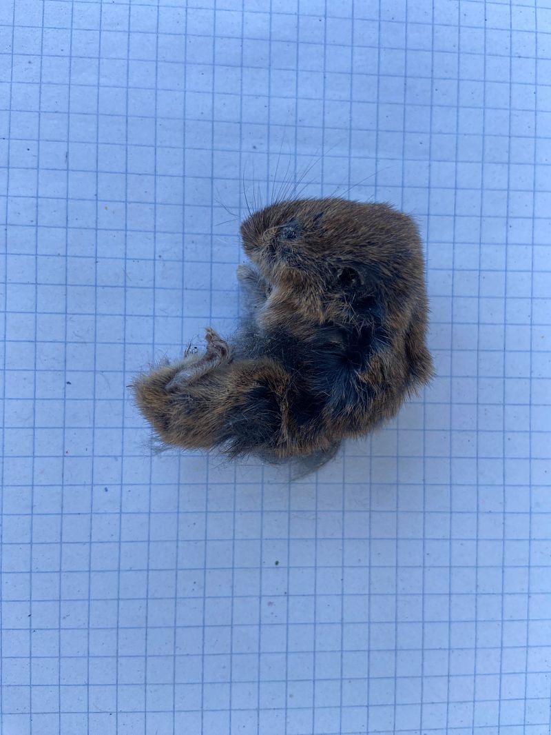 Arvicola sp.  - Franco Roscelli