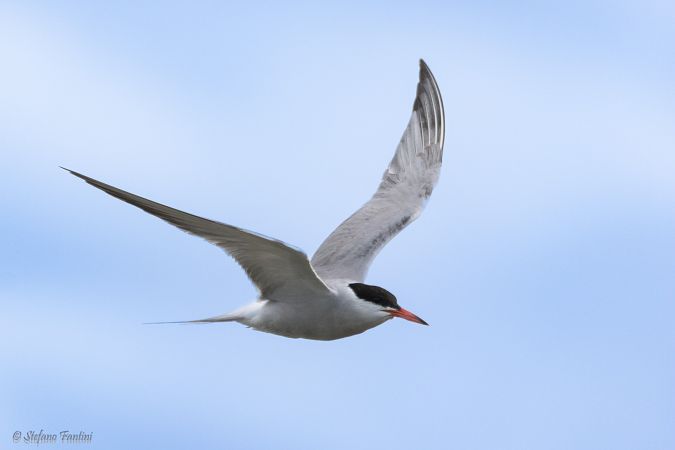 Common Tern  - Stefano Fantini