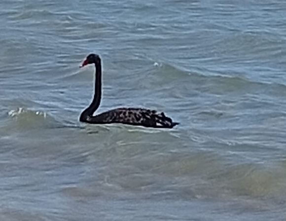 Cigno nero  - Anonimo