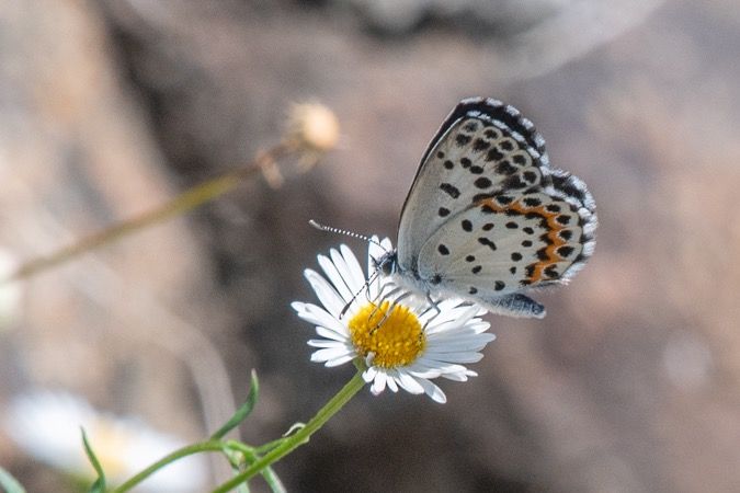 Scolitantides orion  - Marie-Antoinette Bianco