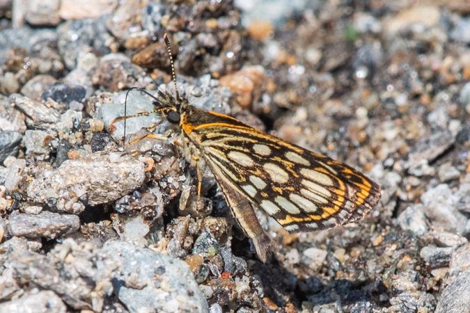 Heteropterus morpheus  - Marie-Antoinette Bianco
