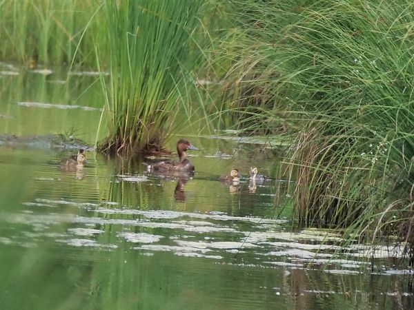 Ferruginous Duck  - Giuseppe Taverna