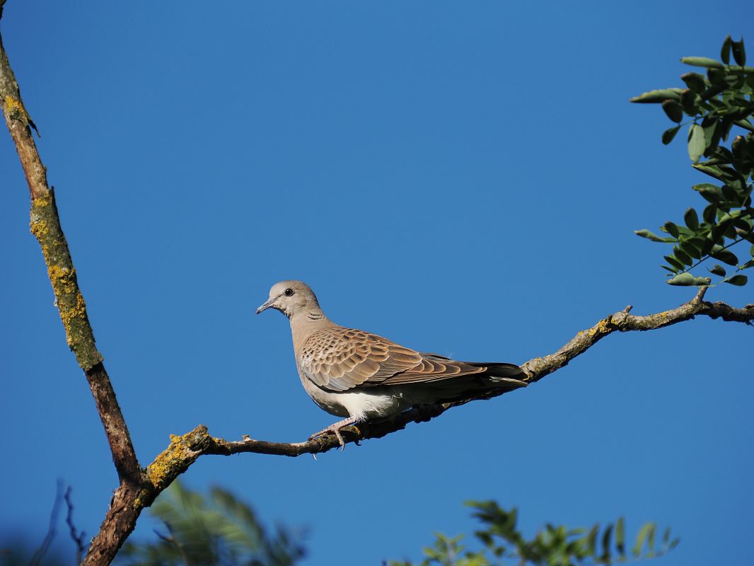 Tortora selvatica  - Giuseppe Taverna
