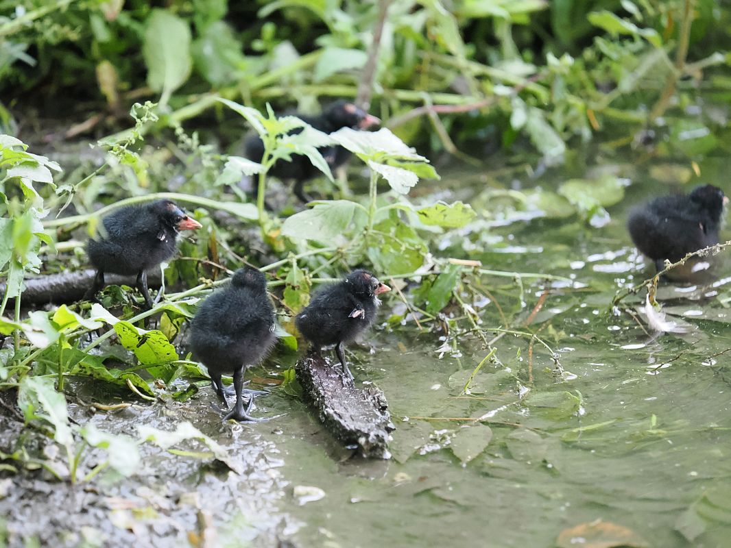 Gallinella d'acqua  - Giuseppe Taverna
