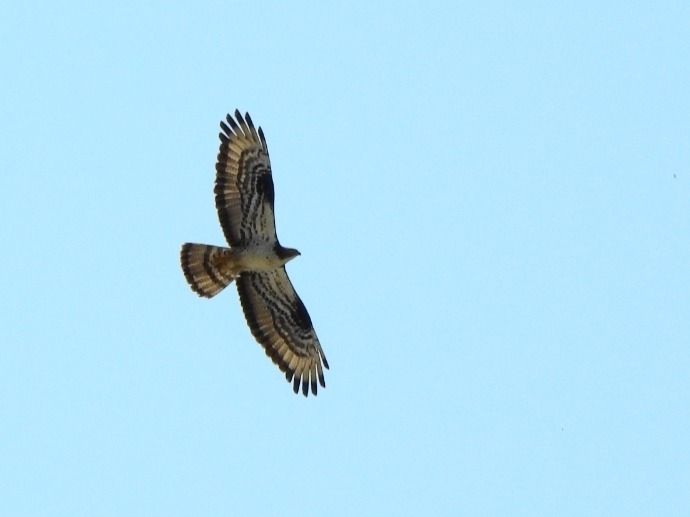 Falco pecchiaiolo  - Aldo Callegarin