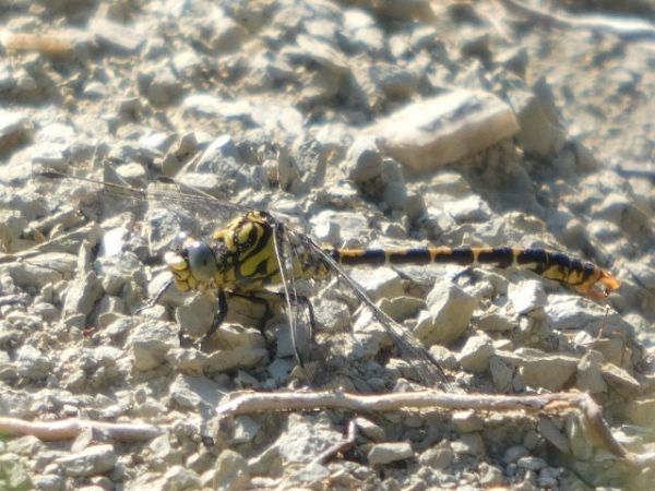 Onychogomphus forcipatus  - Nicola Larroux