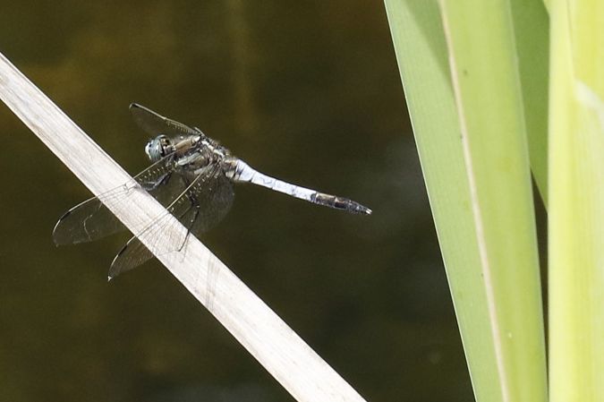 Orthetrum albistylum  - Francesco Ornaghi