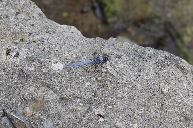 Orthetrum brunneum  - Francesco Ornaghi