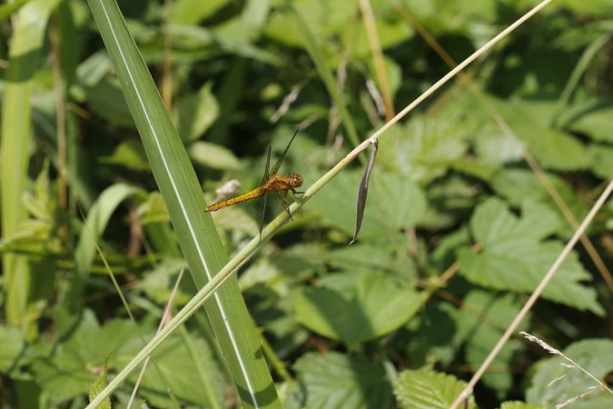 Sympetrum striolatum  - Francesco Ornaghi