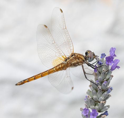 Trithemis annulata  - Paolo Zucca