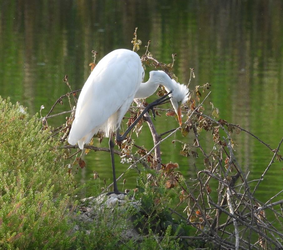 Airone bianco  - Walter Sassi