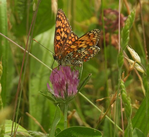 Melitaea phoebe  - Maria Paola Girardo