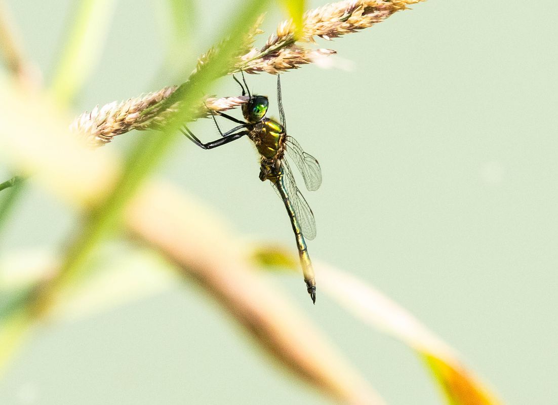 Somatochlora metallica  - Radames Bionda