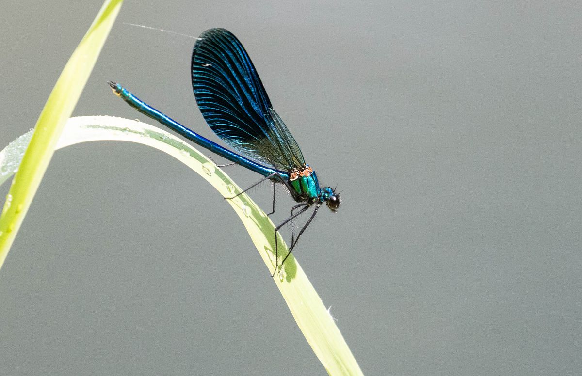 Calopteryx splendens  - Radames Bionda