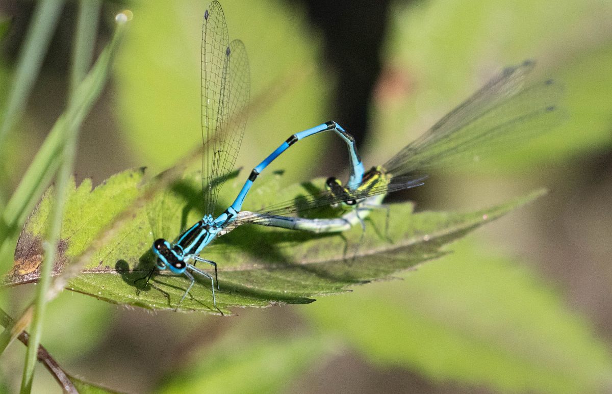 Coenagrion puella  - Radames Bionda