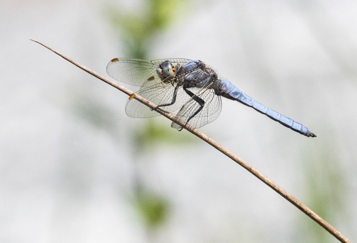 Orthetrum brunneum  - Radames Bionda
