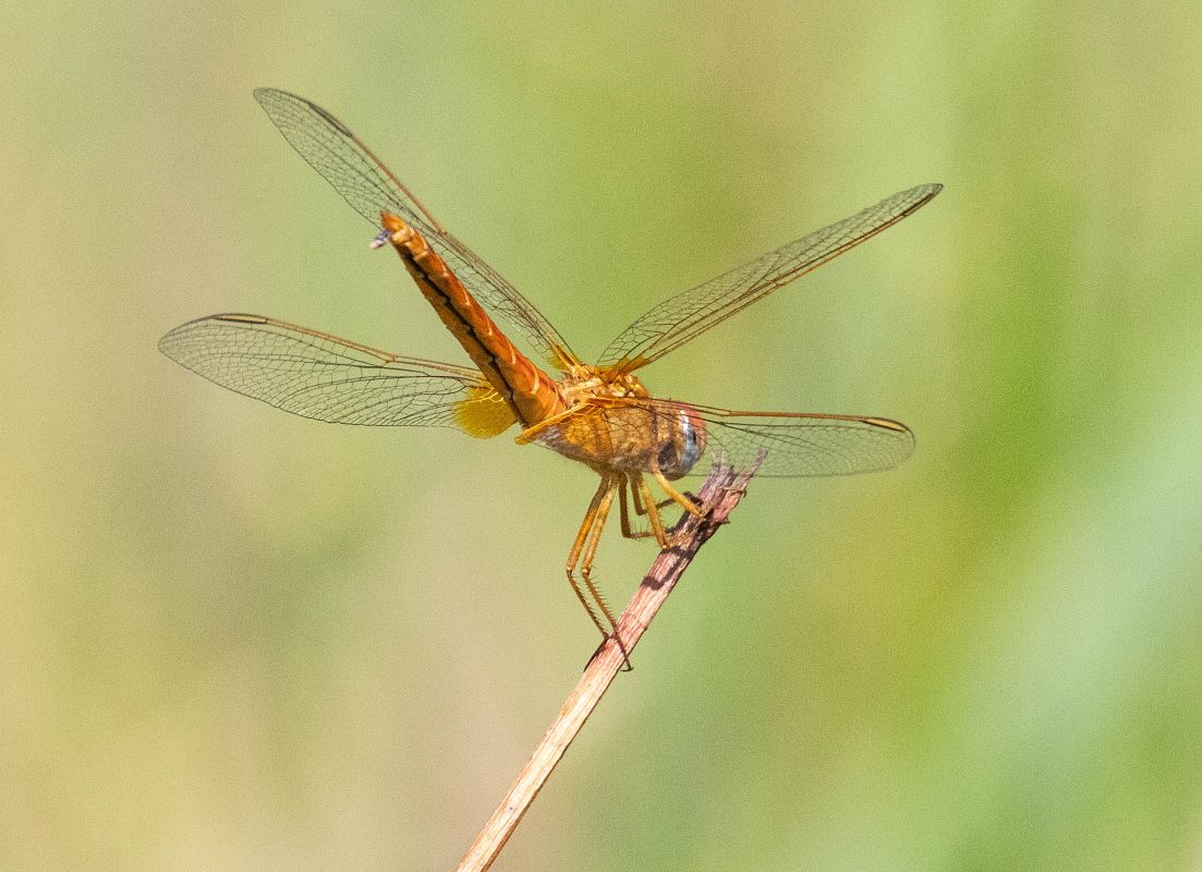 Sympetrum fonscolombei  - Radames Bionda