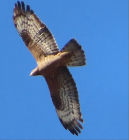 Falco pecchiaiolo orientale  - Annalisa Sutto