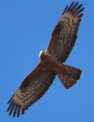 Falco pecchiaiolo  - Annalisa Sutto