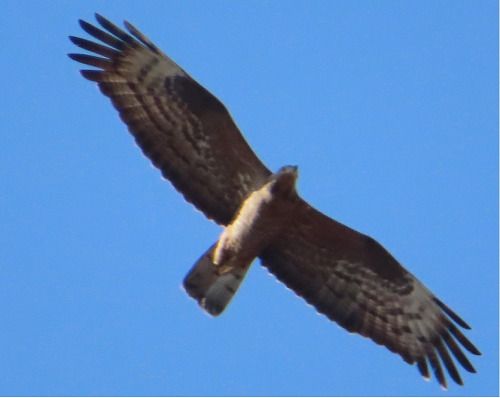 Falco pecchiaiolo  - Annalisa Sutto