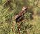 Strillozzo (Emberiza calandra) © Werner Geiger