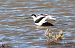 Avocetta (Recurvirostra avosetta) © Werner Geiger
