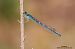 Coenagrion scitulum © Foca Giovanni Torchia