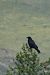 Cornacchia nera (Corvus corone) © Massimiliano Pidò