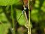 Lestes sponsa  - Lorenza Piretta