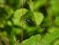 Lestes sponsa © Lorenza Piretta