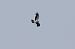 Aquila minore (Hieraaetus pennatus) © Aldo Tonelli