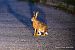 Lepre comune (Lepus europaeus) © Fabrizio Florit (FVG)