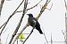 Cornacchia nera (Corvus corone) © Fabrizio Florit (FVG)