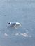 Gabbiano reale (Larus michahellis) © Giovanni Gambale