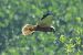 Falco di palude (Circus aeruginosus) © Giuseppe Colombo